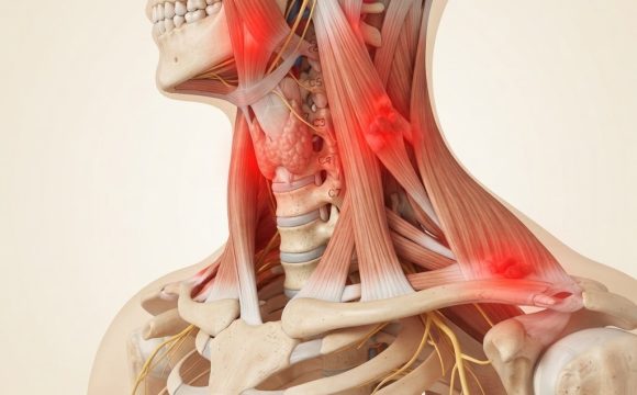 Dolore al collo e tensione muscolare - anatomia cervicale