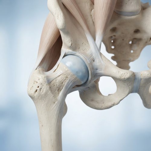Coxartrosi trattamento anca: anatomia dell'articolazione coxo-femorale